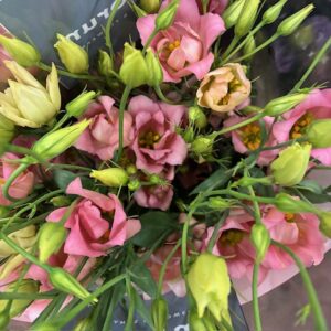LISIANTHUS BOTANIC APRIKOS