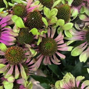 ECHINACEA GREEN TWISTER