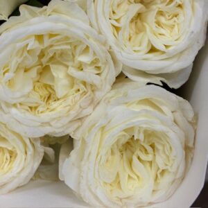 ROS GARDEN PARADISE WHITE