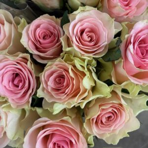 ROS TOP GEAR CREME/ROSA 50CM KE