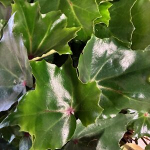 BEGONIA PANCAKE ARVID K:14CM x6