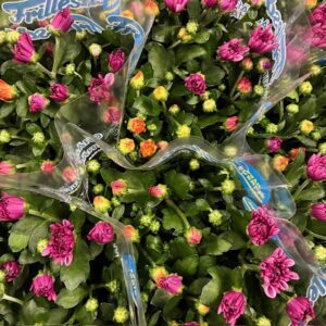 KRYSS 3-PL TRIXIE MIX I KRUKA FRILLE x12