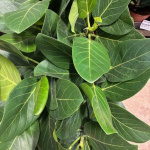 FICUS AUDREY K:12CM x10