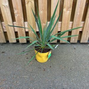 YUCCA UTE MIX K:19CM