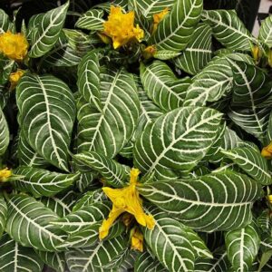 APHELANDRA SQUARROSA DANIAK:13CM x6