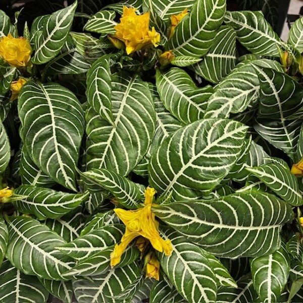 APHELANDRA SQUARROSA DANIAK:13CM x6
