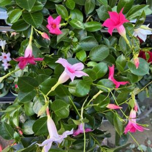 DIPLADENIA LÅG K:12CM x10