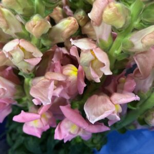 LEJONGAP ROSA LJUS