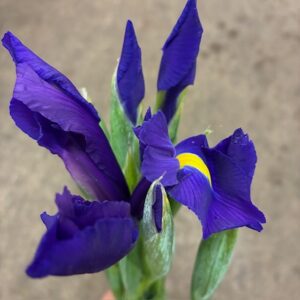 IRIS HONG KONG