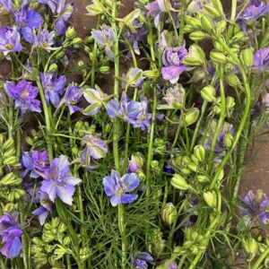 DELPHINIUM QIS AJACIS SOMMAR LAVENDEL