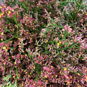 LIMONIUM SINENCE INCA DIAMOND ORANGE