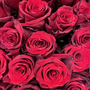 ROS EXPLORER RÖD 55 CM ECU