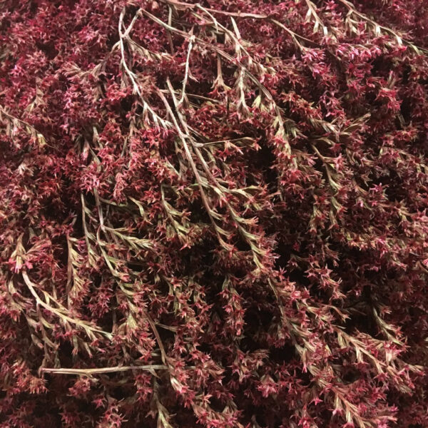 TATARICA RÖD 2KG
