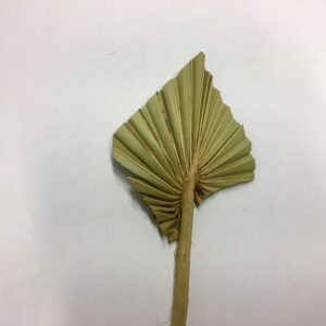 EK PALMSPEAR BLEK x60