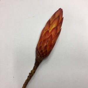 EK PROTEA REPENS RED x30