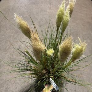 CORTADERIA SELL TINY PAMPA K:29CM H:65CM