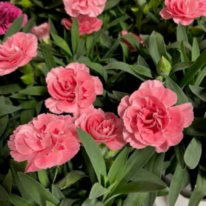 DIANTHUS OSCAR MIX K:12CM x10