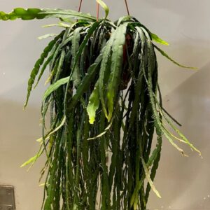 RHIPSALIS MONACANTHA AMPEL K:20CM