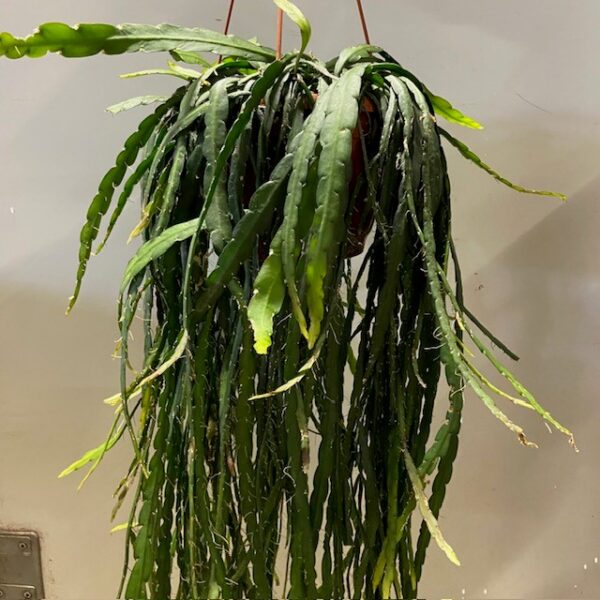 RHIPSALIS MONACANTHA AMPEL K:20CM