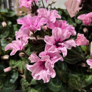 CYKLAMEN ILLUSIA ROSA K:10,5CM x6
