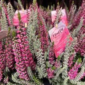 CALLUNA FLUFFY KISS K:11CM x8