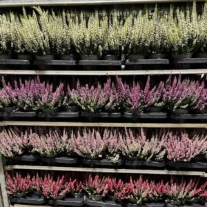CALLUNA BEAUTY L SVENSKODLAD MIX K:12CM x8