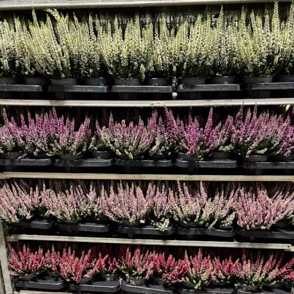 CALLUNA BEAUTY L SVENSKODLAD MIX K:12CM x8