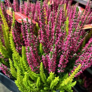 CALLUNA TWIN MIX ROZE K:11CM x10