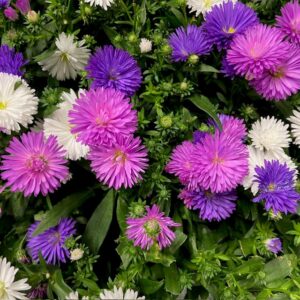 ASTER NOVI-BELGII TRIO x15