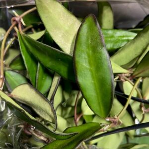 HOYA ROSITA AMPEL K:14CM x6