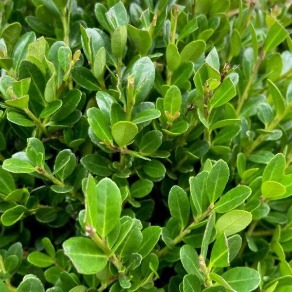 ILEX CRENATA BOLL K:21CM