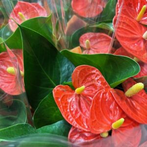 ANTHURIUM ORANGE K:17CM x6