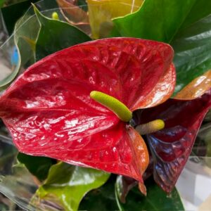 ANTHURIUM TRANQUILL BRUN/MÖRKRÖD K:14CM x4