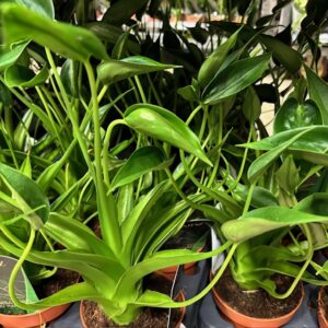 ALOCASIA TINY DANCER K:12CM x6