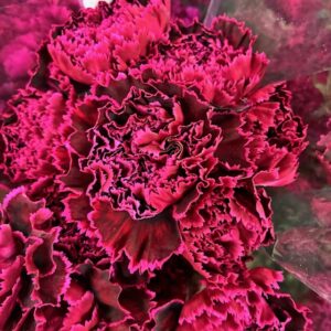 NEJLIKA NOBBIO BLACK HEART VINRÖD