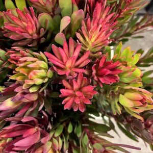 SAFARI SUNSET SMÅBLADIG