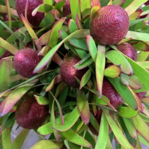 LEUCANDRON AYOBA CHERRY PEARL GRENAD