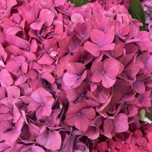 HORTENSIA SNITT PURPLE HAZE