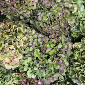 HORTENSIA SNITT ROYAL PRIDE HÖST
