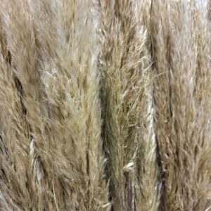 CORTADERIA PAMPAS 70-100CM