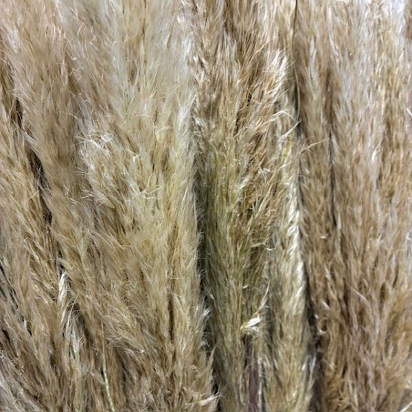 CORTADERIA PAMPAS 70-100CM