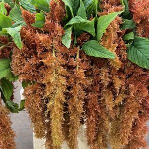 AMARANTUS BROWN SPIDER
