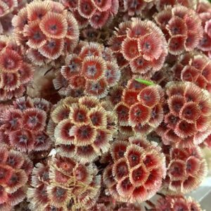SCABIOSA STELLATA FÄRGAD RÖD