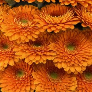 GERMINI GERPONI FANTA ORANGE
