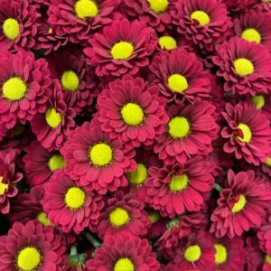 SANTINI LADYBIRD RÖD