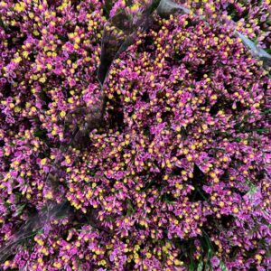 LIMONIUM NAOMI M-ROSA