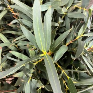 GRÖNT POPPEL NICHOLII KORT 50CM