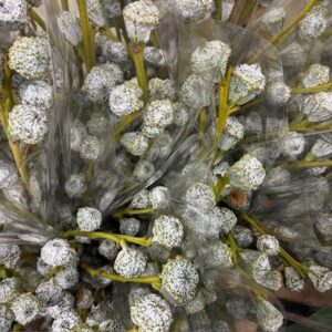 GRÖNT POPPEL GLOBULUS