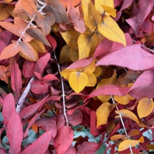 GRÖNT POPPEL STUARTIANA HÖST KONSERVERAD