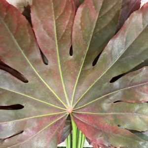 GRÖNT ARALIABLAD FÄRGAD RÖD